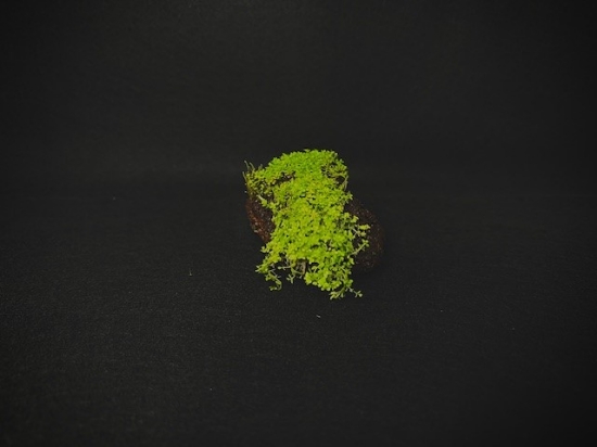 Picture of PLANTS-BABY TEARS DWARF ON LAVA ROCK 