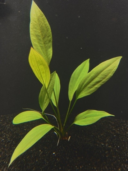 Picture of PLANT- GRANDIFOLIUS (RANGER) XL