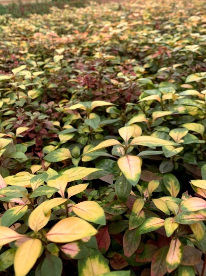 Picture of PLANT-JOSEPHS COAT BUNCHED W/LEAD