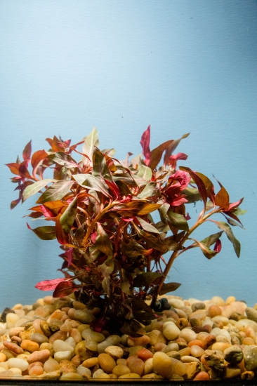 Picture of PLANT-RED STAR LUDWIGIA PERUENSIS   W/LEAD
