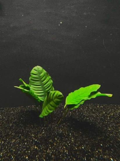 Picture of PLANT- COFFEEFOLIA MED       