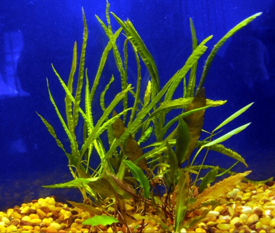 Picture of PLANT- ASST CRYPTOCORYNE SM