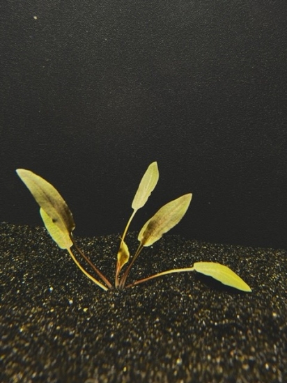Picture of PLANT-BECKETTII MD