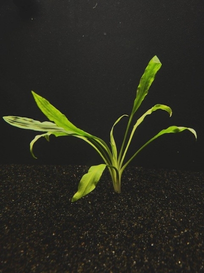 Picture of PLANT-COSTATA LG