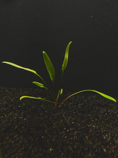 Picture of PLANT- LUCENS SM
