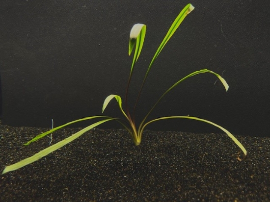 Picture of PLANT-SPIRALIS XLG
