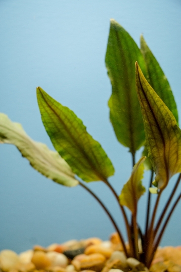 Picture of PLANT-UNDULATA SM 