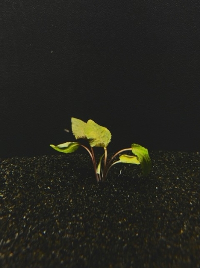 Picture of PLANT- PLANT-WENDTII (BROWN) MD