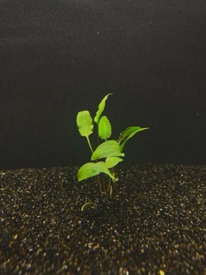 Picture of PLANT- PLANT-WENDTII (GREEN) LG