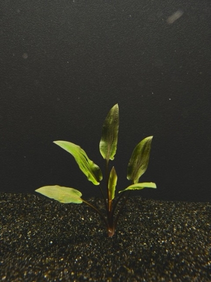 Picture of PLANT- WENDTII, RED LG