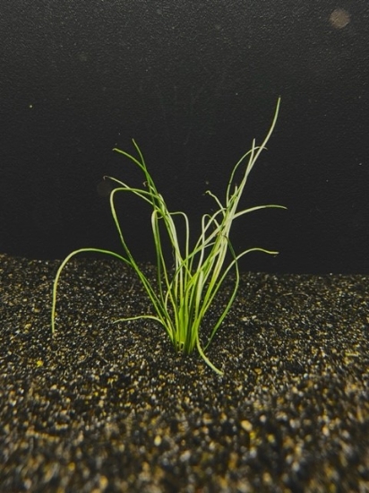 Picture of PLANT-LITTORELLA UNIFLORA