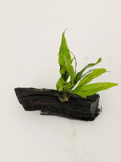 Picture of PLANT-JAVA FERN LG