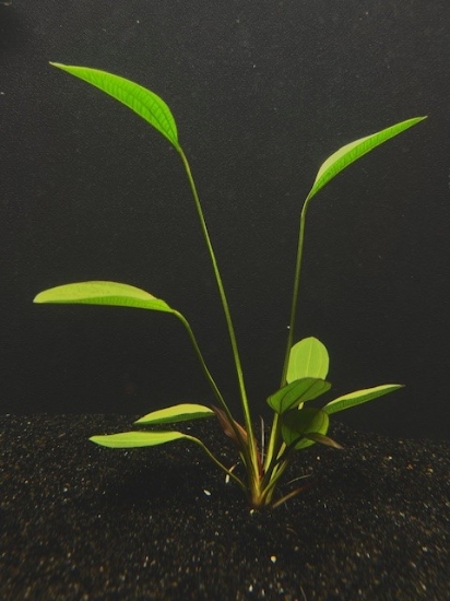 Picture of PLANT-ALTLANDSBERG MD