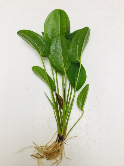 Picture of PLANT- HARBICH LG