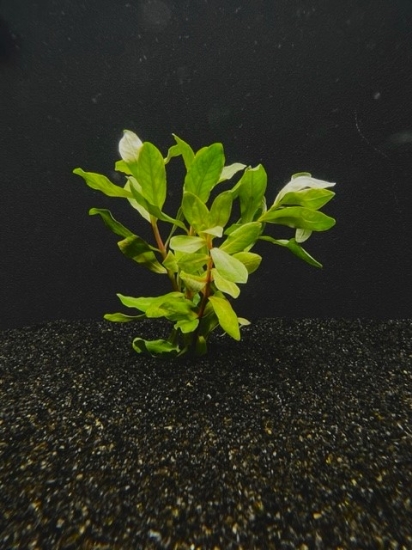 Picture of PLANT-AMMANIA GRACILIS