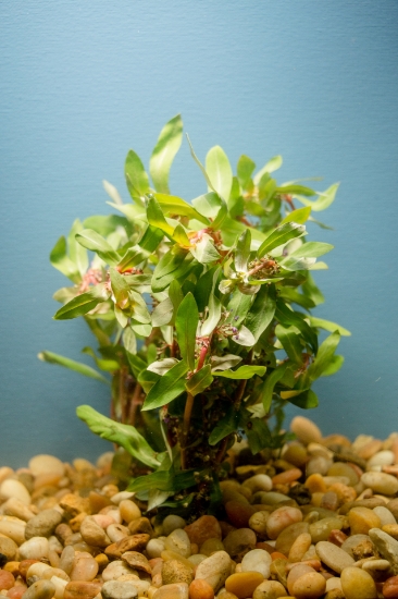 Picture of PLANT-AMMANIA SENEGALENSIS