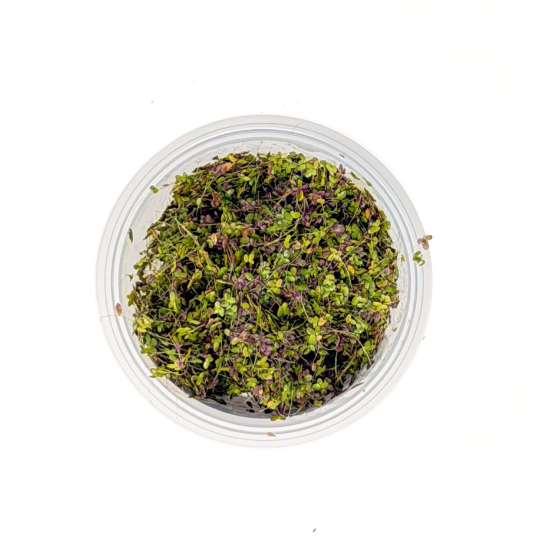 Picture of PLANT-DUCKWEED 1/4 LBS