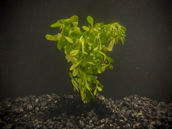 Picture of PLANT-MONEYWORT SPECIES: BACOPA MONNIERI *CANNOT BE SHIPPED TO CA              