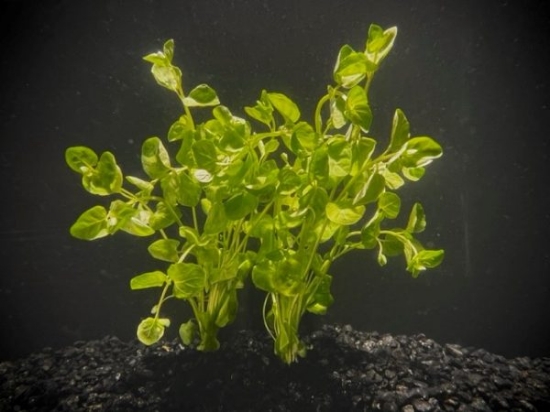 Picture of PLANT-MINT CHARLIE- CREEPING CHARLIE - BUNCHED W/LEAD - SPECIAL SPECIES: MICROMERIA BROWNEI W/LEAD           