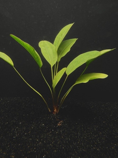 Picture of PLANT-MELON SWORD LRG          
