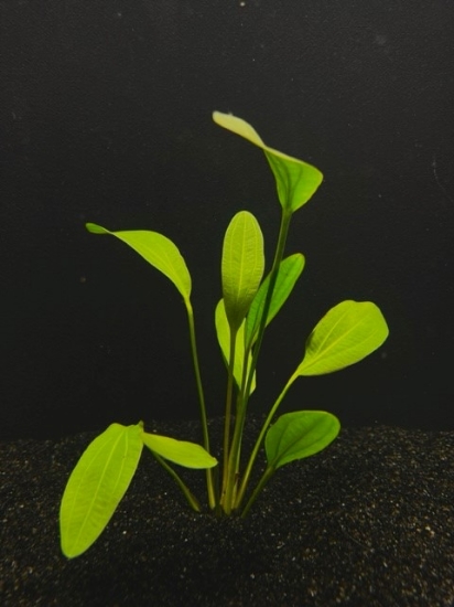 Picture of PLANT-RED RUBIN SWORD MED SPECIES: ECHINODORUS 'RED RUBIN'       