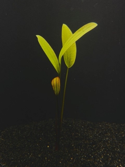 Picture of PLANT-ROSE SWORD MEDIUM SPECIES: HYBRID - ECHINODORUS HOREMANII 'RED' AND ECHINODORUS HORIZONTALIS AVERAGE MAX SIZE: 70cm TALL x 25cm WIDE      