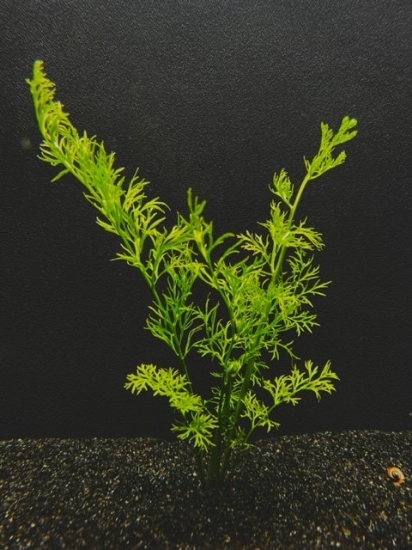 Picture of PLANT-WATER SPRITE(LACE)SM   *CANNOT BE SHIPPED TO CA
