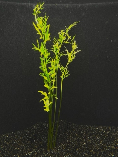 Picture of PLANT-WATERSPRITE (INDIAN FERN)SMALL SPECIES: CERATOPTERIS THALICTROIDES *CANNOT BE SHIPPED TO CA    