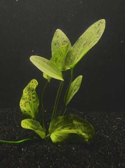 Picture of PLANT- OZELOT GREEN XL