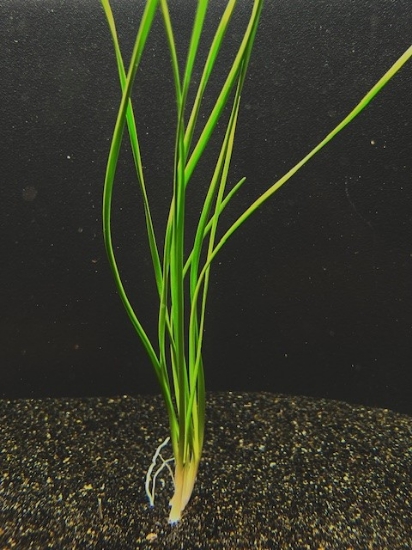 Picture of PLANT-WATER ONION(DWARF)SPECIES: ZEPHYRANTHES CANDIDA    