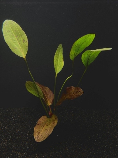 Picture of PLANT-OZELOT RED MEDIUM SPECIES: ECHINODORUS OZELOT       