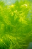 Picture of PLANT-MYRIO GREEN CULTIVATED SPECIES W/LEAD  MYRIOPHYLLUM SPECIES *CANNOT BE SHIPPED TO: AL, CA, CT, ID, IL, ME, MA, MI, NE, NH, NY, OR, VT, WA, WI   