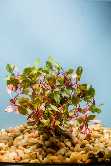 Picture of PLANT-LUDWIGIA SUPER RED MINI  W/LEAD