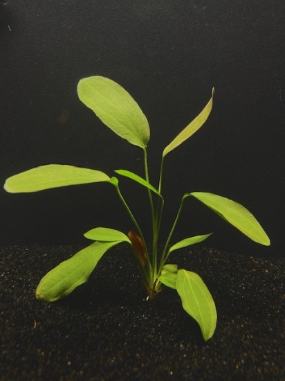 Picture of PLANT-RUBY(RED MELON)MED SPECIES: ECHINODORUS BARTHII      