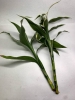 Picture of PLANT-SANDERIANA VARIEGATED-Lucky Bamboo, Ribbon Dracaena, Ribbon Plant, Belgian Evergreen, Chinese Water Bamboo, Friendship Bamboo, Water Bamboo