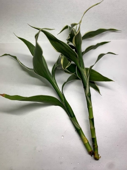 Picture of PLANT-SANDERIANA VARIEGATED-Lucky Bamboo, Ribbon Dracaena, Ribbon Plant, Belgian Evergreen, Chinese Water Bamboo, Friendship Bamboo, Water Bamboo