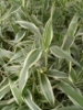 Picture of PLANT-SANDERIANA VARIEGATED-Lucky Bamboo, Ribbon Dracaena, Ribbon Plant, Belgian Evergreen, Chinese Water Bamboo, Friendship Bamboo, Water Bamboo