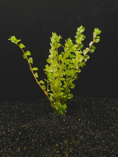 Picture of PLANT-ROTALA MACRANDA BUNCH W/LEAD
