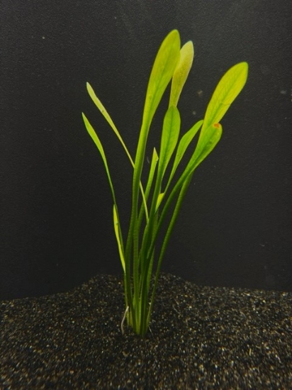 Picture of PLANT-SUBULATA(NARROW)SAGITTARIA      