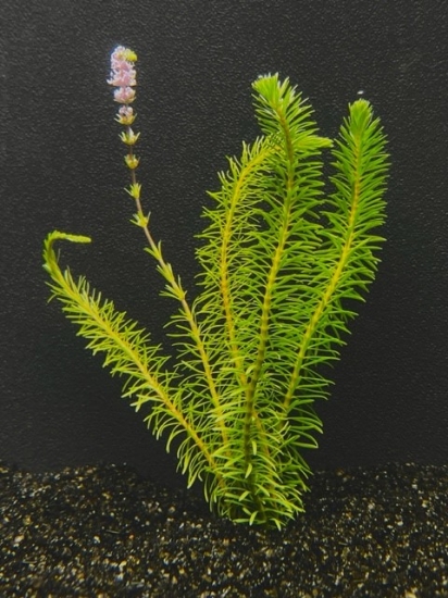 Picture of PLANTS-NEEDLE LEAF ROTALA WALLICHII  W/LEAD
