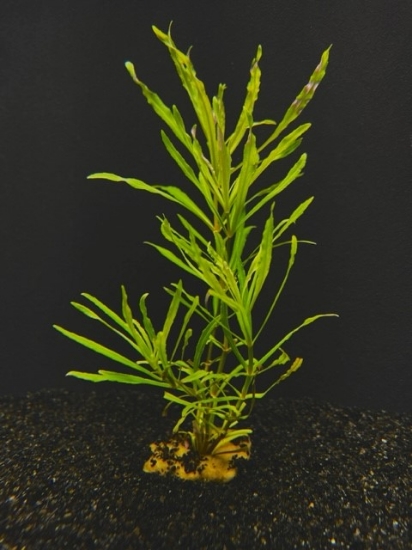 Picture of PLANT- POGOSTEMON STELLATUS NARROW