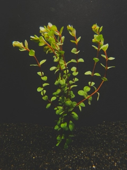 Picture of PLANT-ROTALA VIETNAM