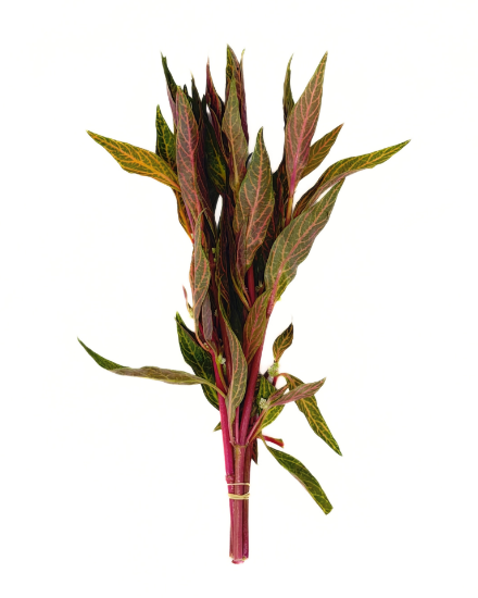 Picture of PLANT-TEMPLE SCARLET, VARIGATED