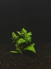 Picture of PLANT-STAUROGYNE