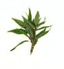 Picture of PLANT-STAUROGYNE