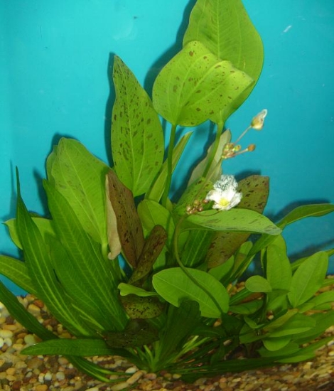 Picture of PLANTS-TRUE AQUATIC SWORED EXTRA- PREMIUM PACKAGE SWORDS PREMIUM       