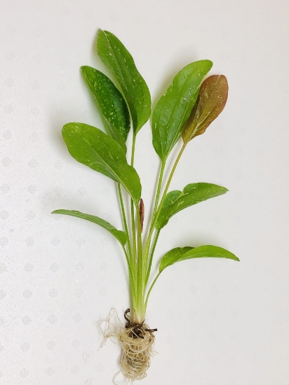 Picture of PLANT-SPARKLE MD