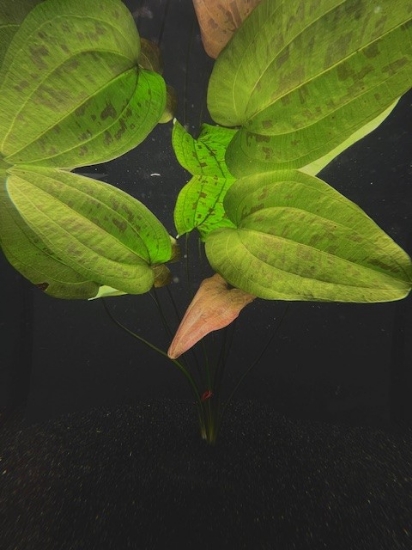 Picture of PLANT-STARDUST XL