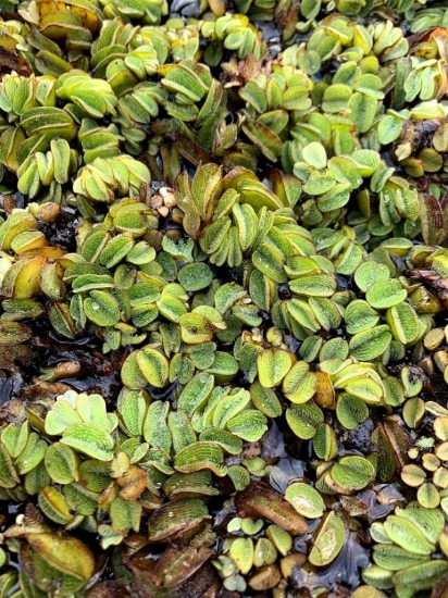 Picture of PLANT-SALVINIA MINIMA- 1/4 LB