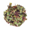 Picture of PLANT-RED ROOT FLOATER 1/2LB   